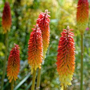 Fakľovka (Kniphofia) ´TIMOTHY´, kont. P9
